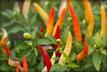 Chilli Plant Competition